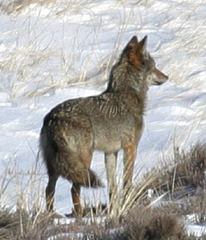 Arctic Coyote